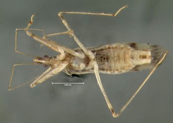 Media type: image;   Entomology 619183 Aspect: habitus ventral view